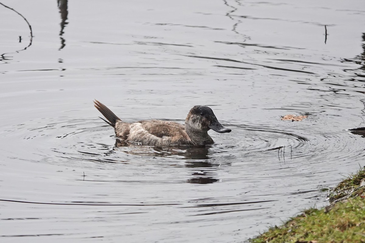 Ruddy Duck - ML632709232