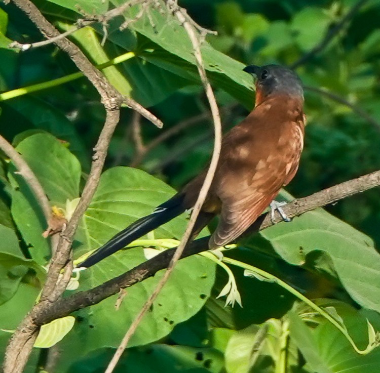 Gray-capped Cuckoo - ML632709367