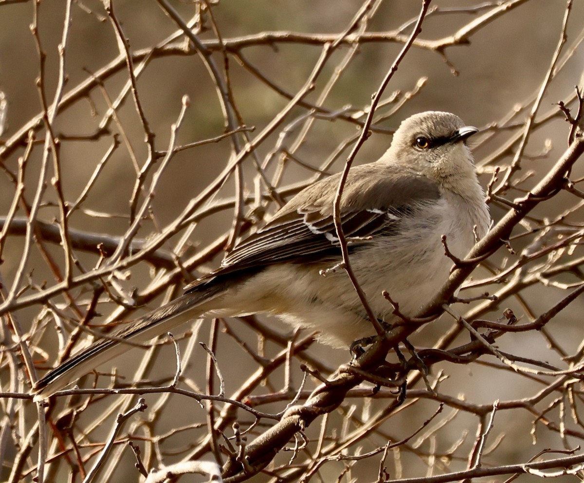 Northern Mockingbird - ML632709642