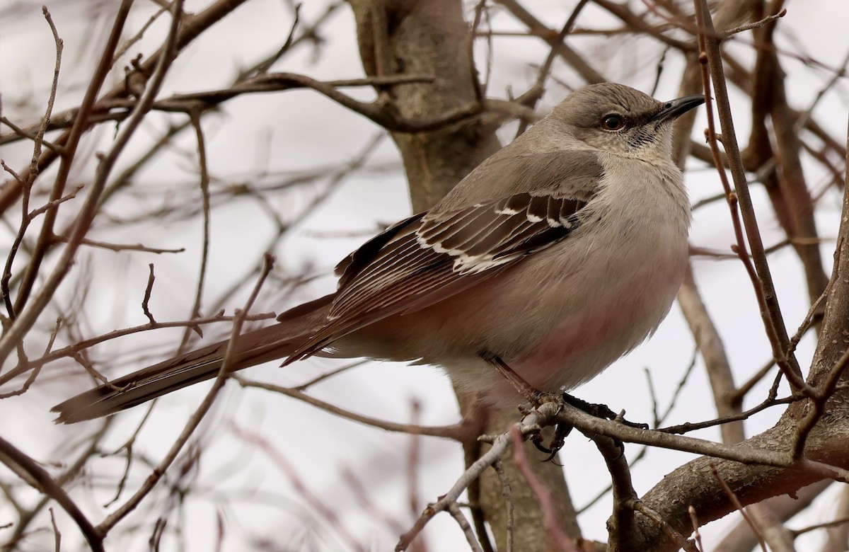 Northern Mockingbird - ML632709643