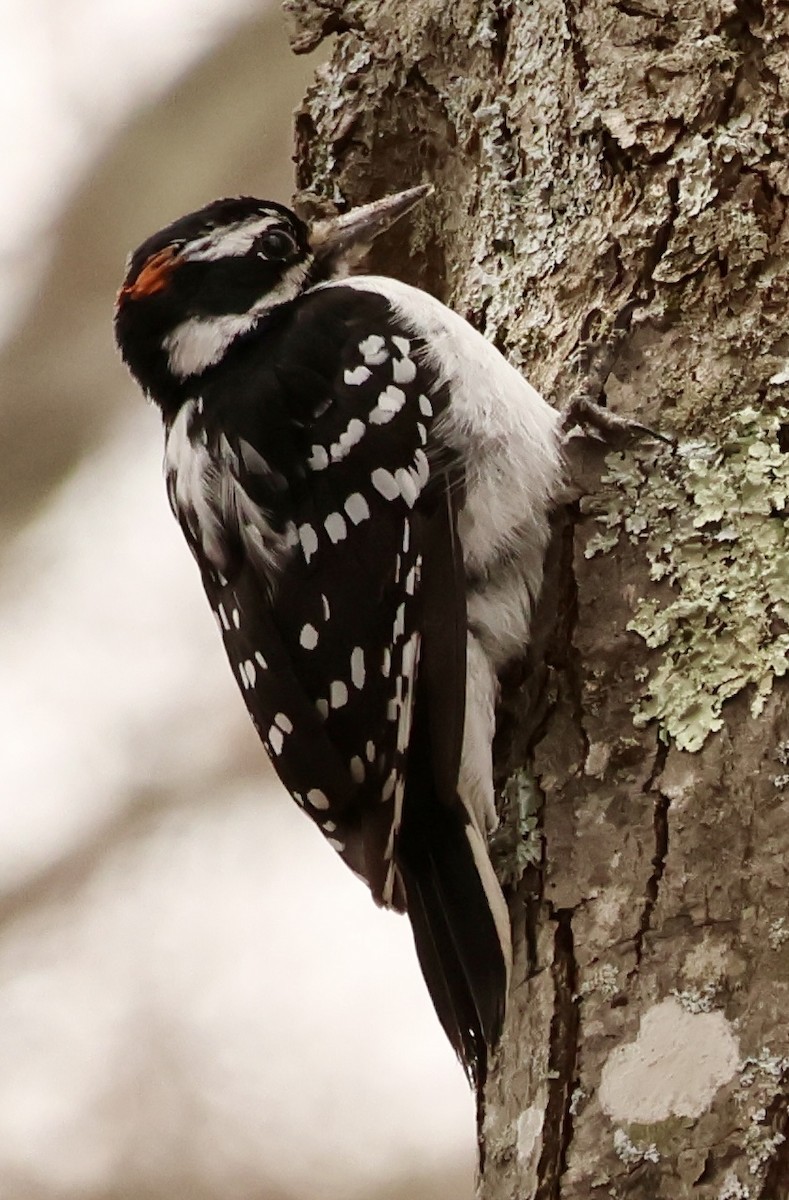 Hairy Woodpecker - ML632709649