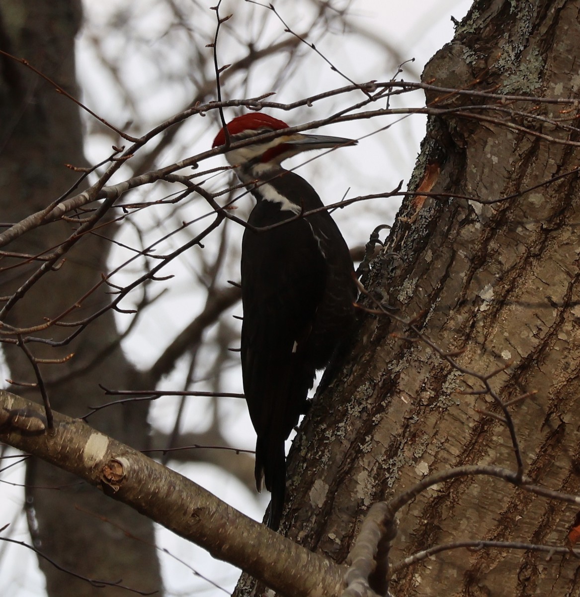Pileated Woodpecker - ML632709658