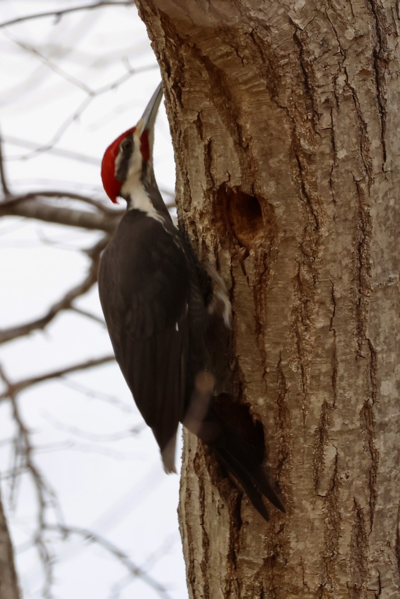 Pileated Woodpecker - ML632709659