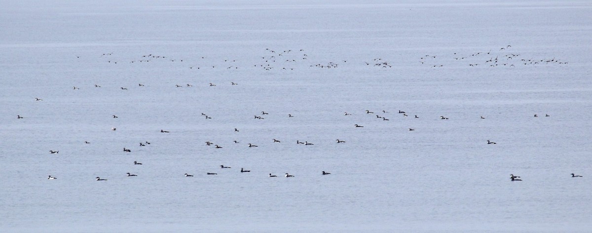 黑喉潛鳥 - ML632709677