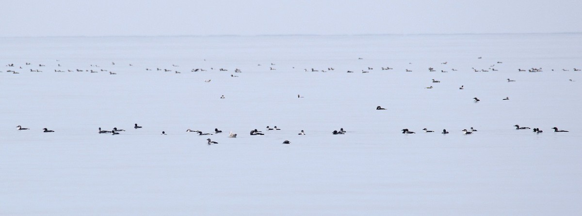 黑喉潛鳥 - ML632709678