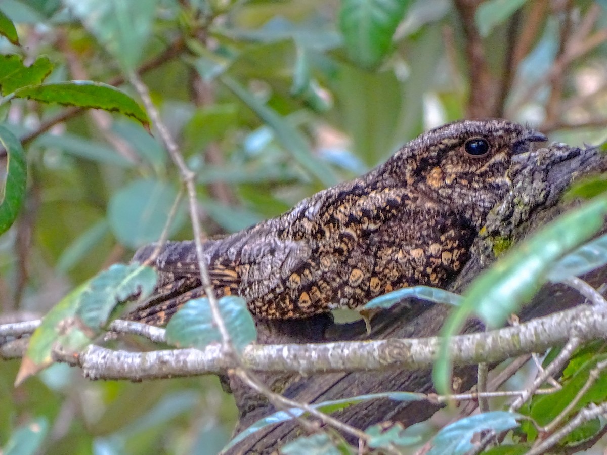 Gray Nightjar - ML632709679