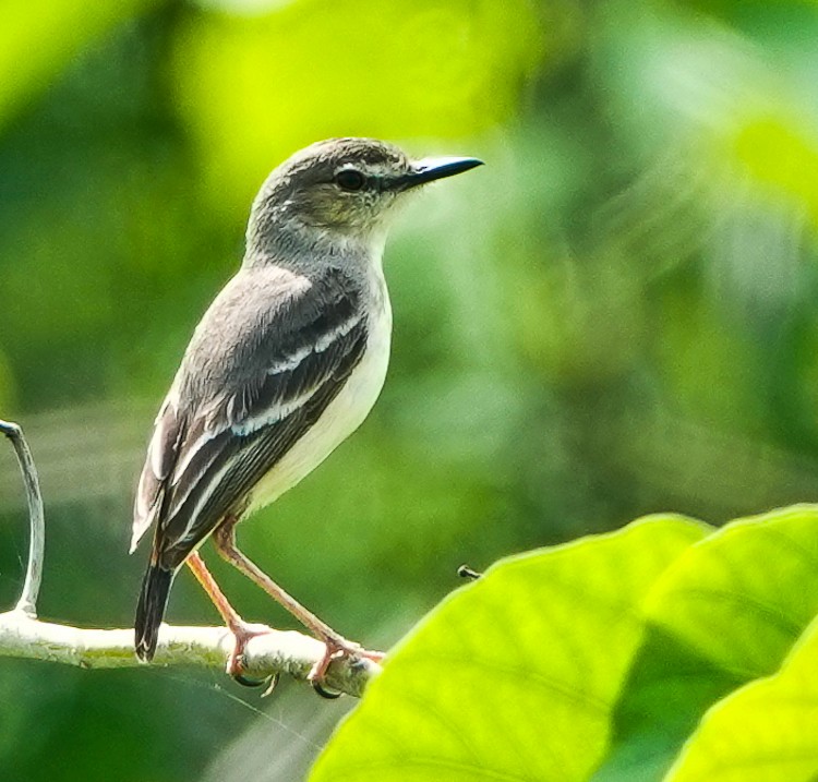 Short-tailed Field Tyrant - Arden Anderson