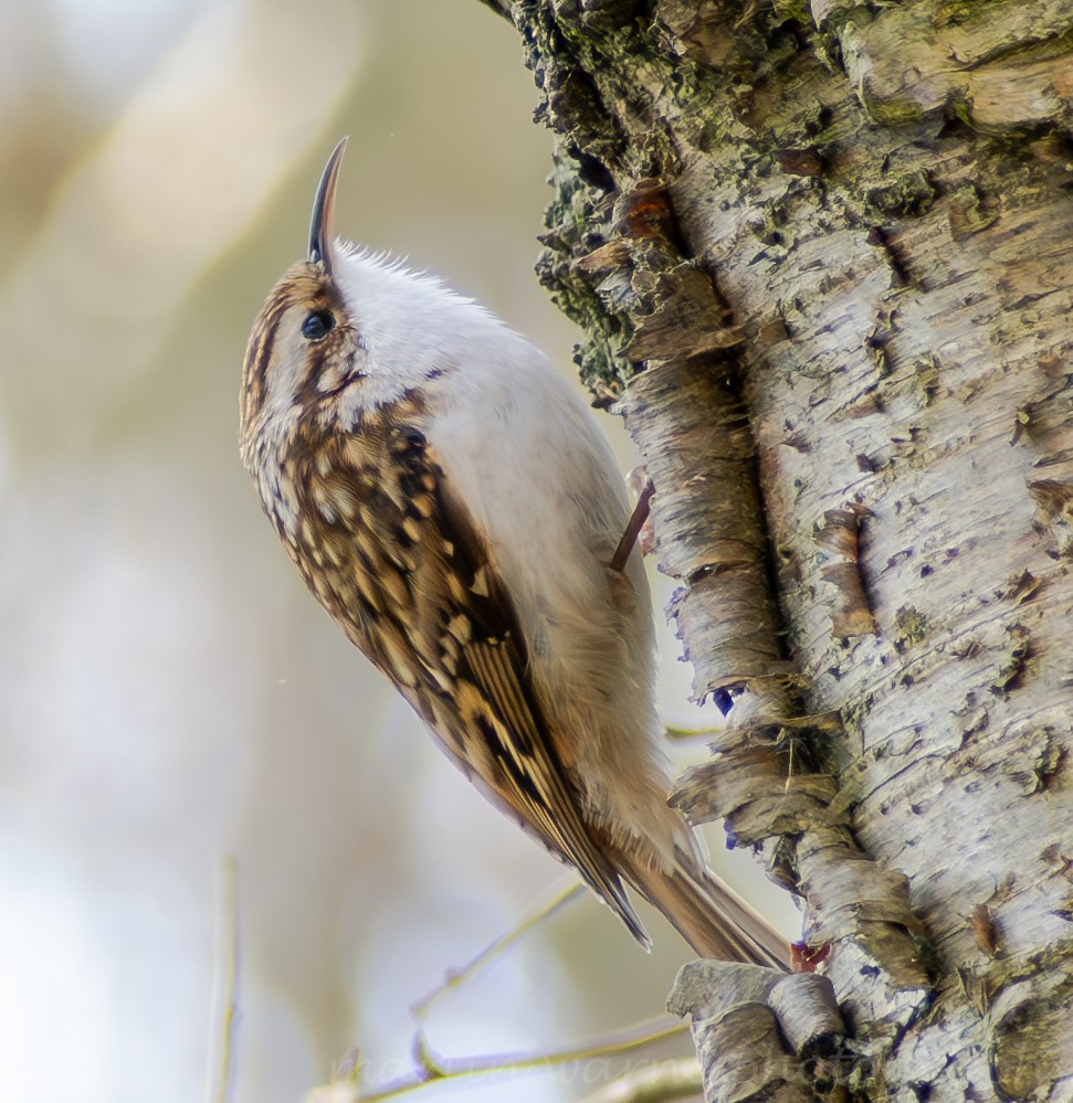 Waldbaumläufer - ML632709708