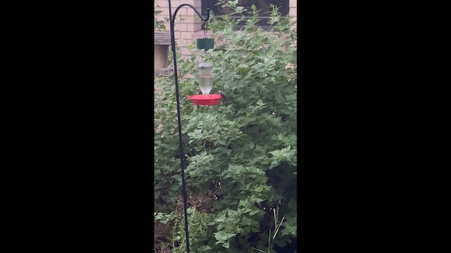 Colibri d'Anna - ML632709756