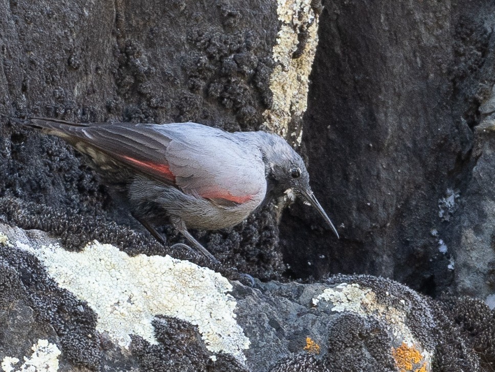 Wallcreeper - ML632709766