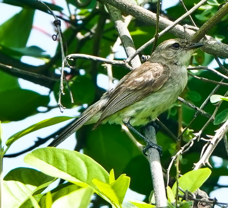 Tumbesian Tyrannulet - ML632709769
