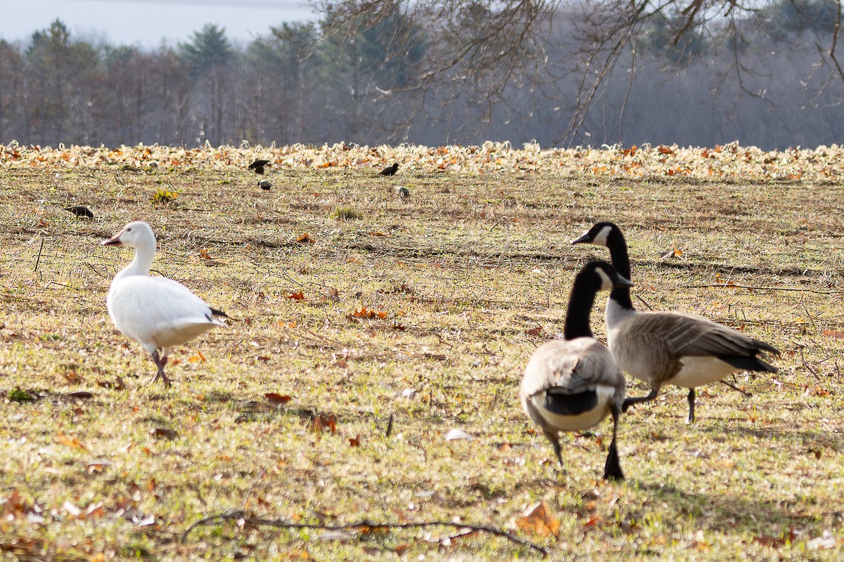 Snow Goose - ML632709774