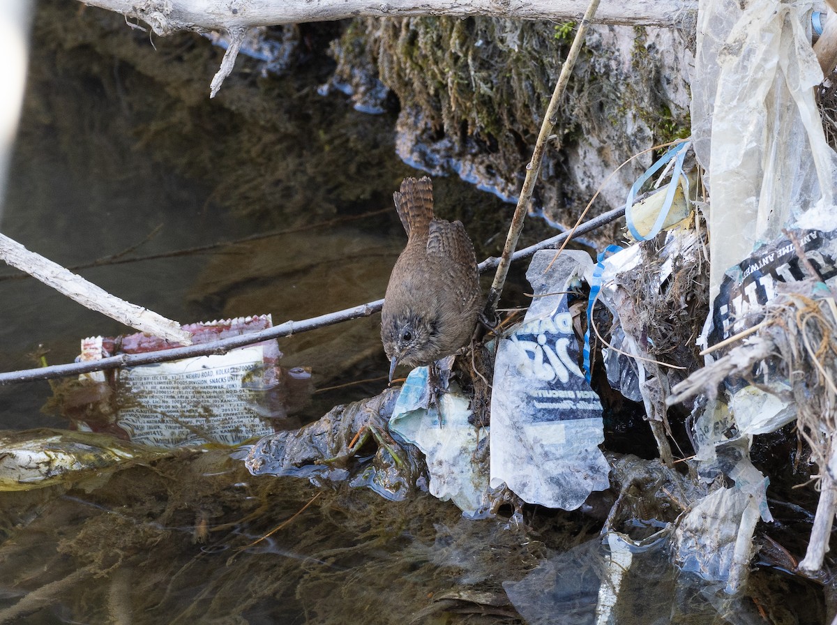 Eurasian Wren - ML632709850