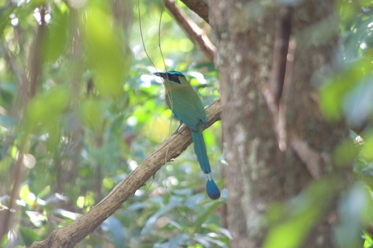 Lesson's Motmot - ML632710024