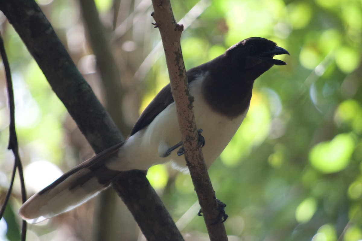 Brown Jay - ML632710071