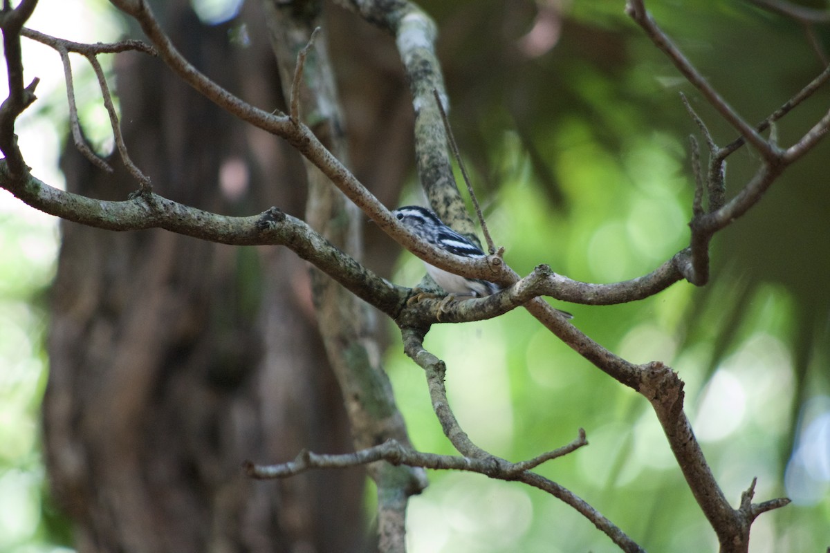 Black-and-white Warbler - ML632710075