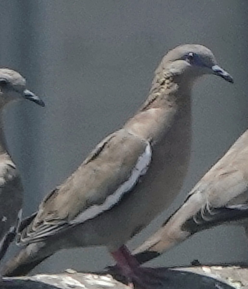 West Peruvian Dove - ML632710094