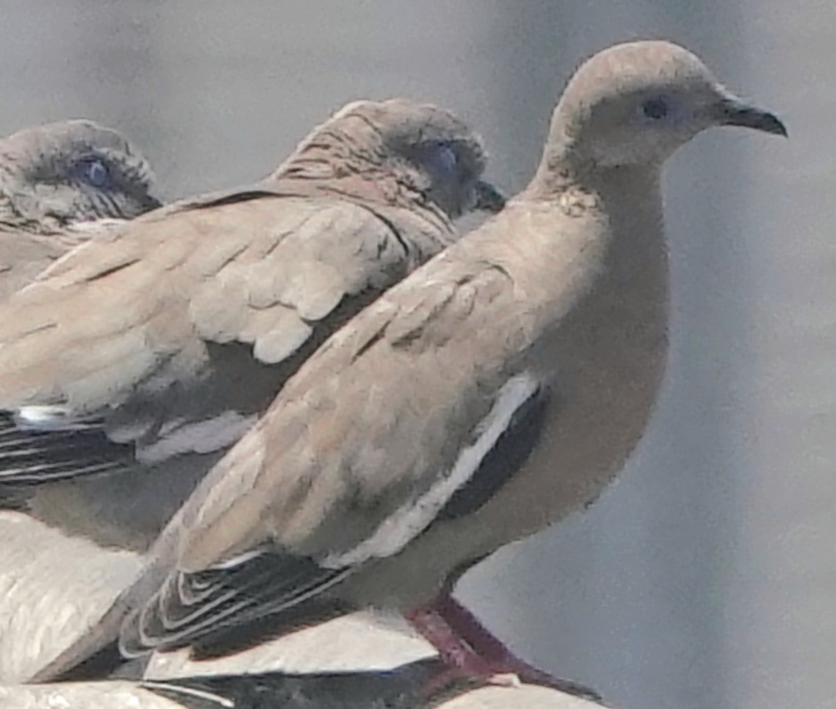 West Peruvian Dove - ML632710095