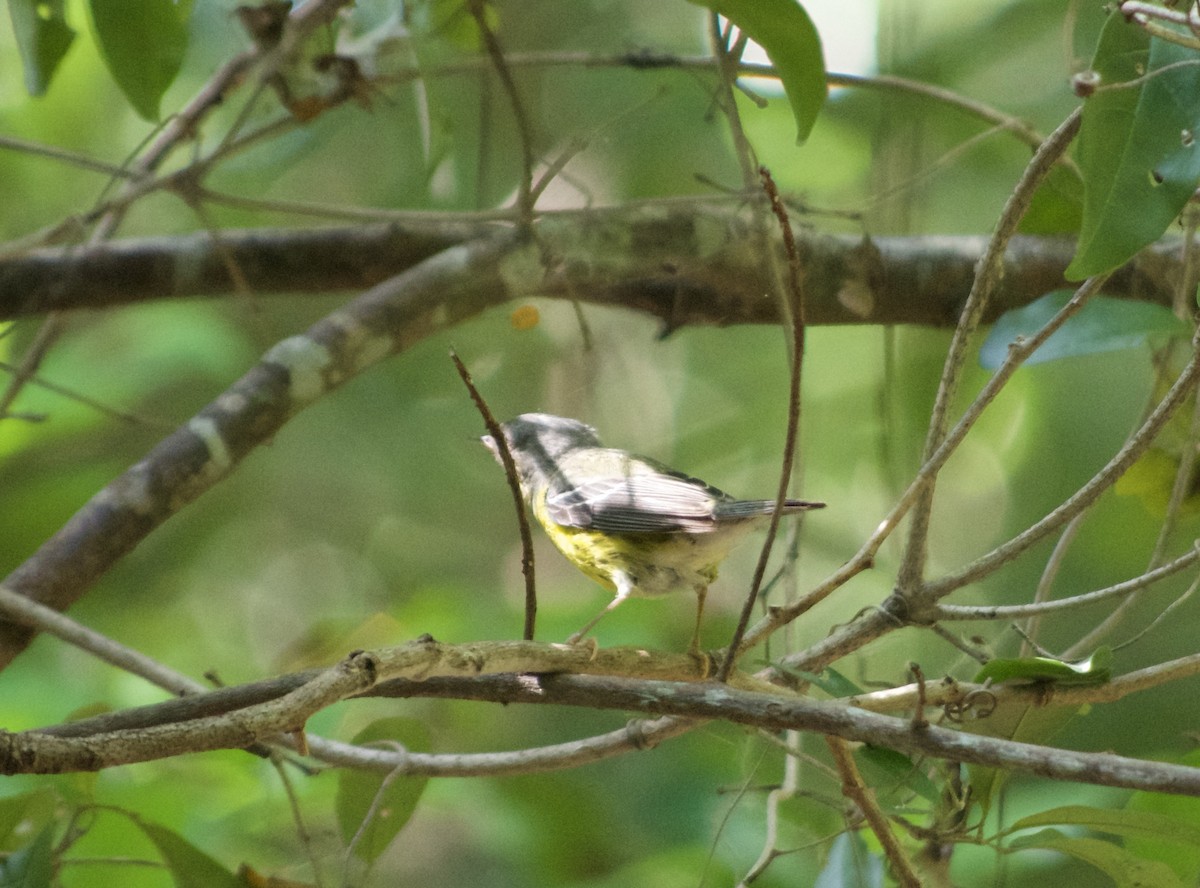 Magnolia Warbler - ML632710096