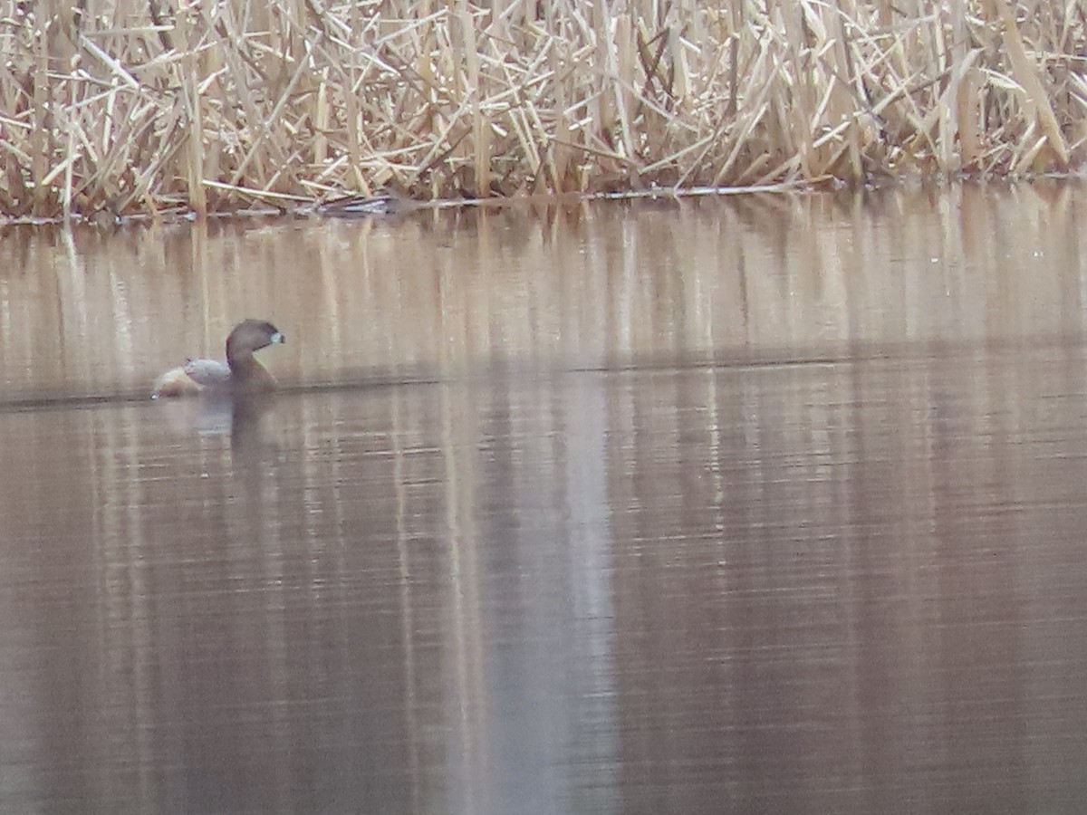Pied-billed Grebe - ML632710112