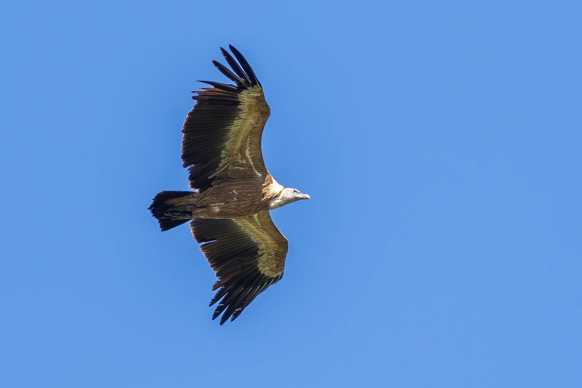 Gänsegeier - ML632710131