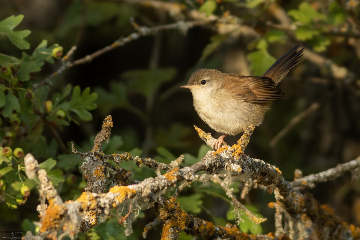 Cetti's Warbler - ML632710178