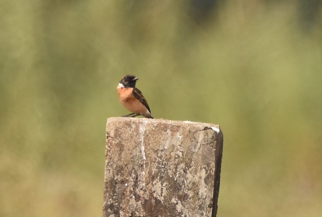 Siberian Stonechat (Siberian) - ML632710203