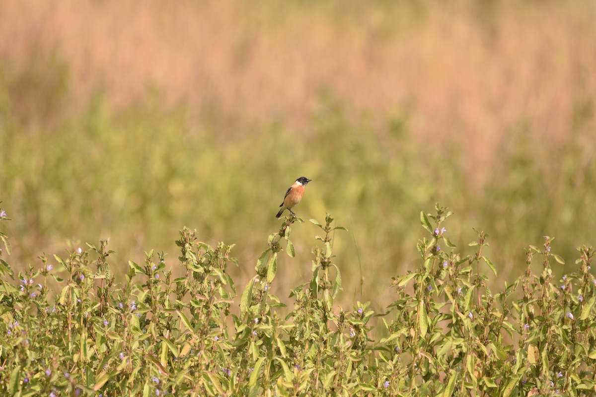Siberian Stonechat (Siberian) - ML632710222