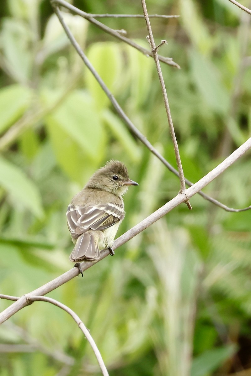Highland Elaenia - ML632710310