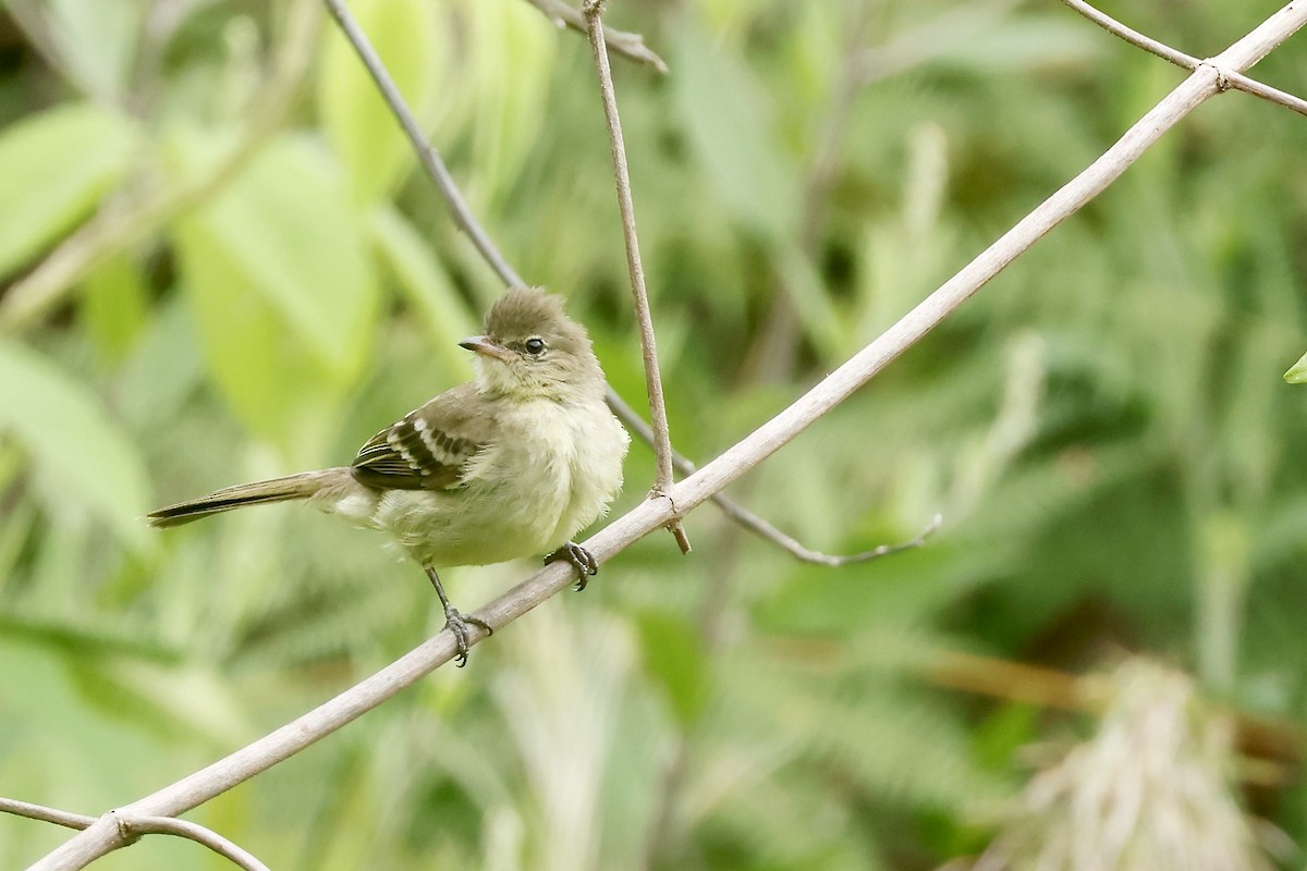 Highland Elaenia - ML632710311
