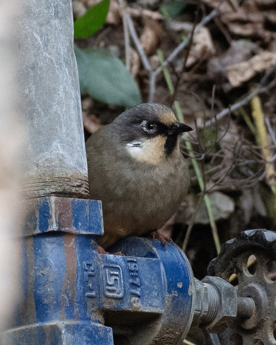 Variegated Laughingthrush - ML632710391