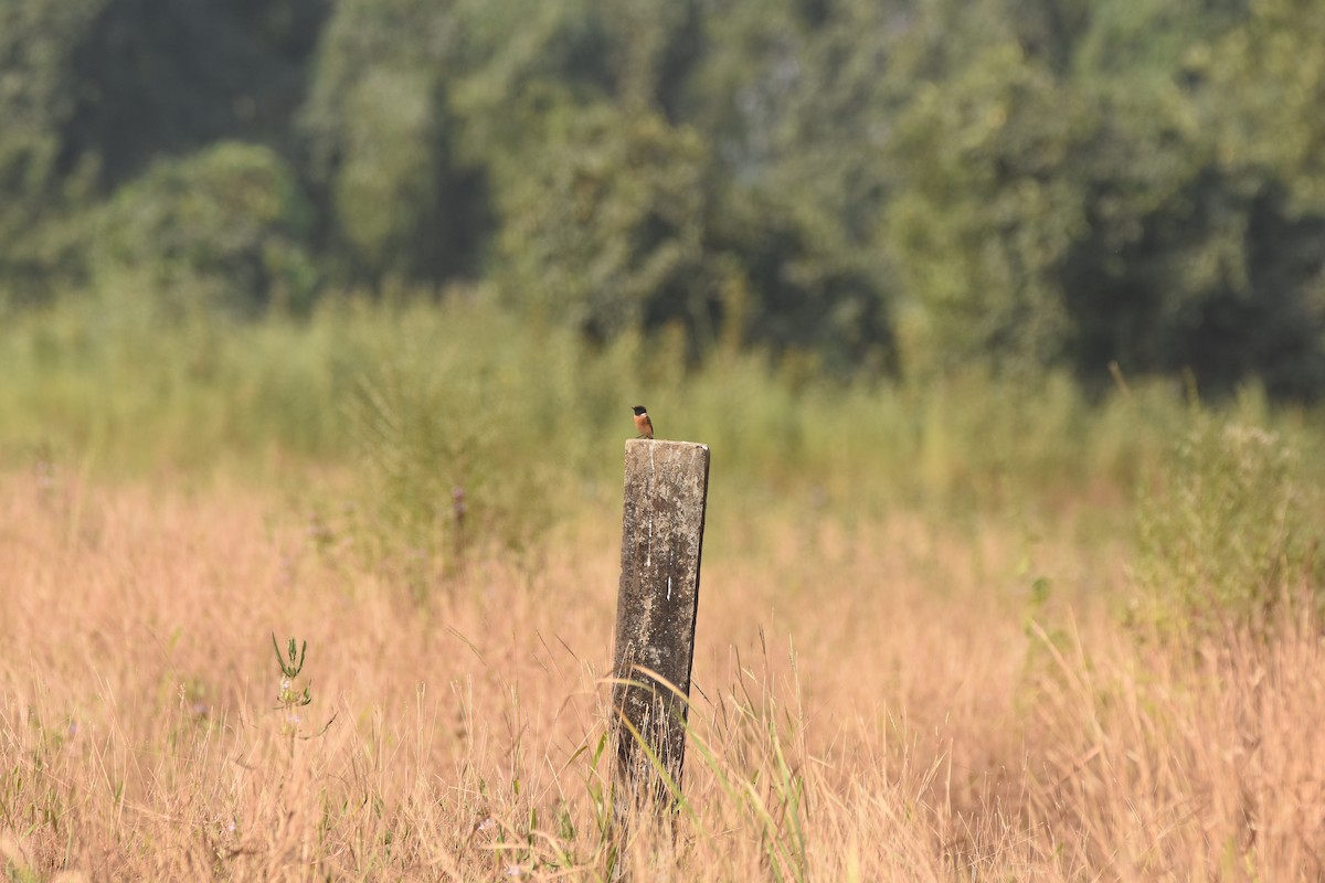 Siberian Stonechat (Siberian) - ML632710392