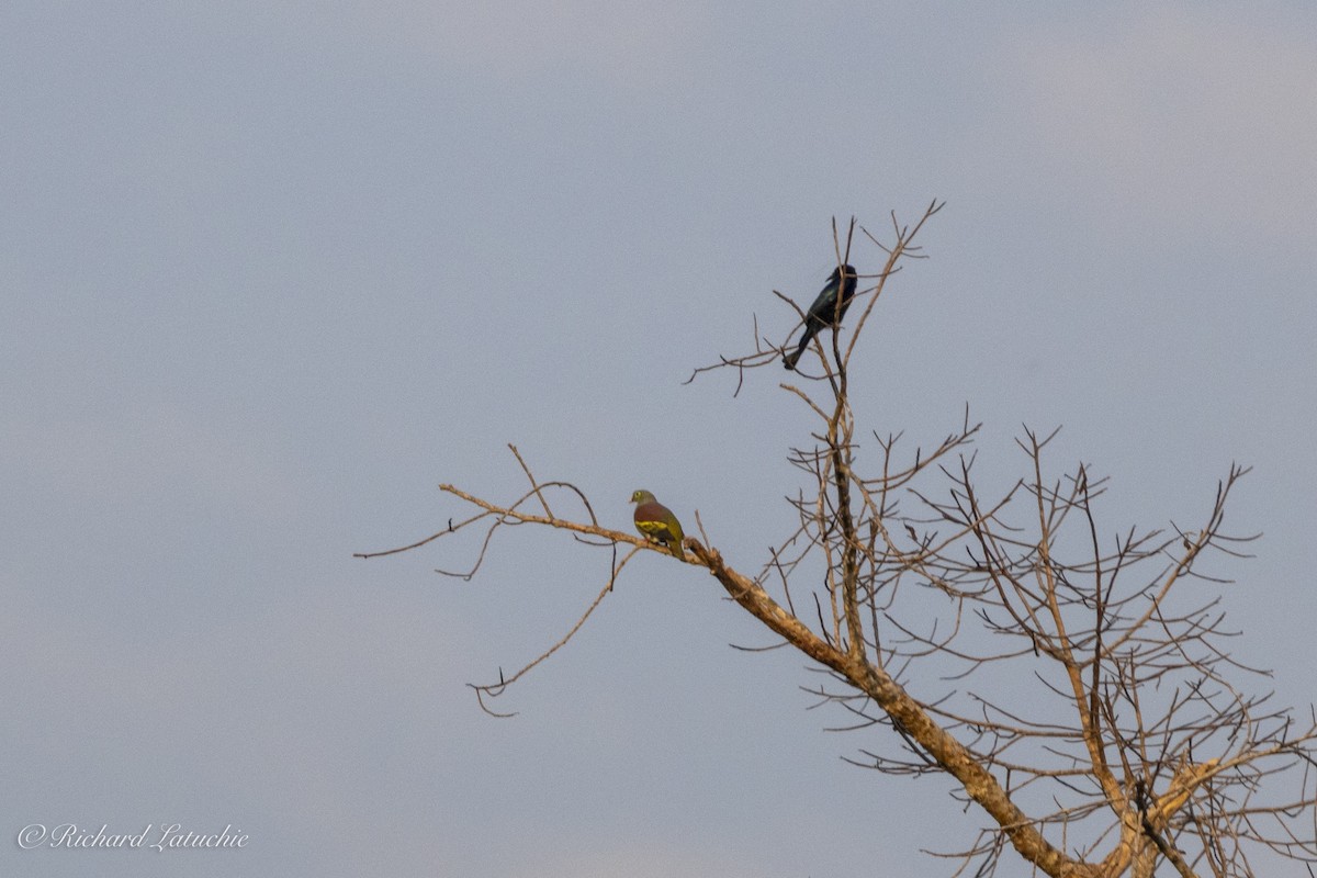 Hair-crested Drongo (Hair-crested) - ML632710405