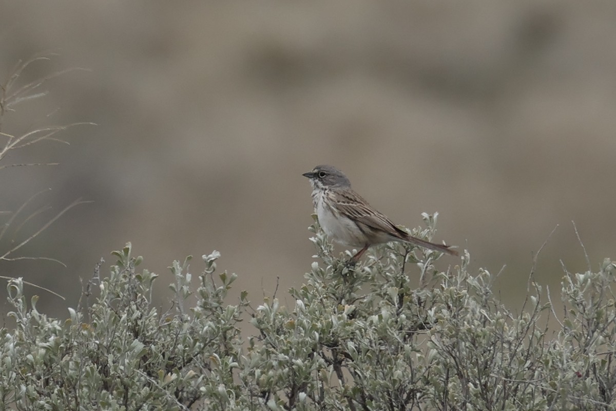 Sagebrush Sparrow - ML632710434
