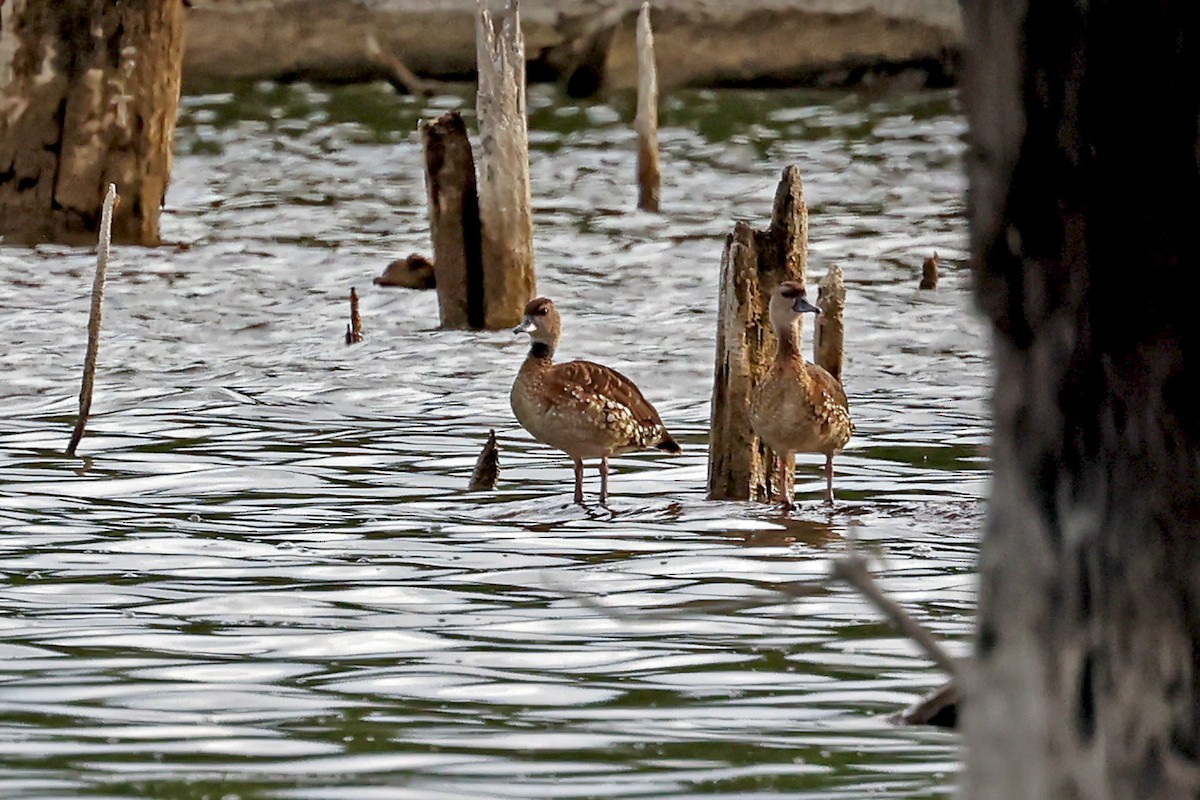 Spotted Whistling-Duck - ML632710449