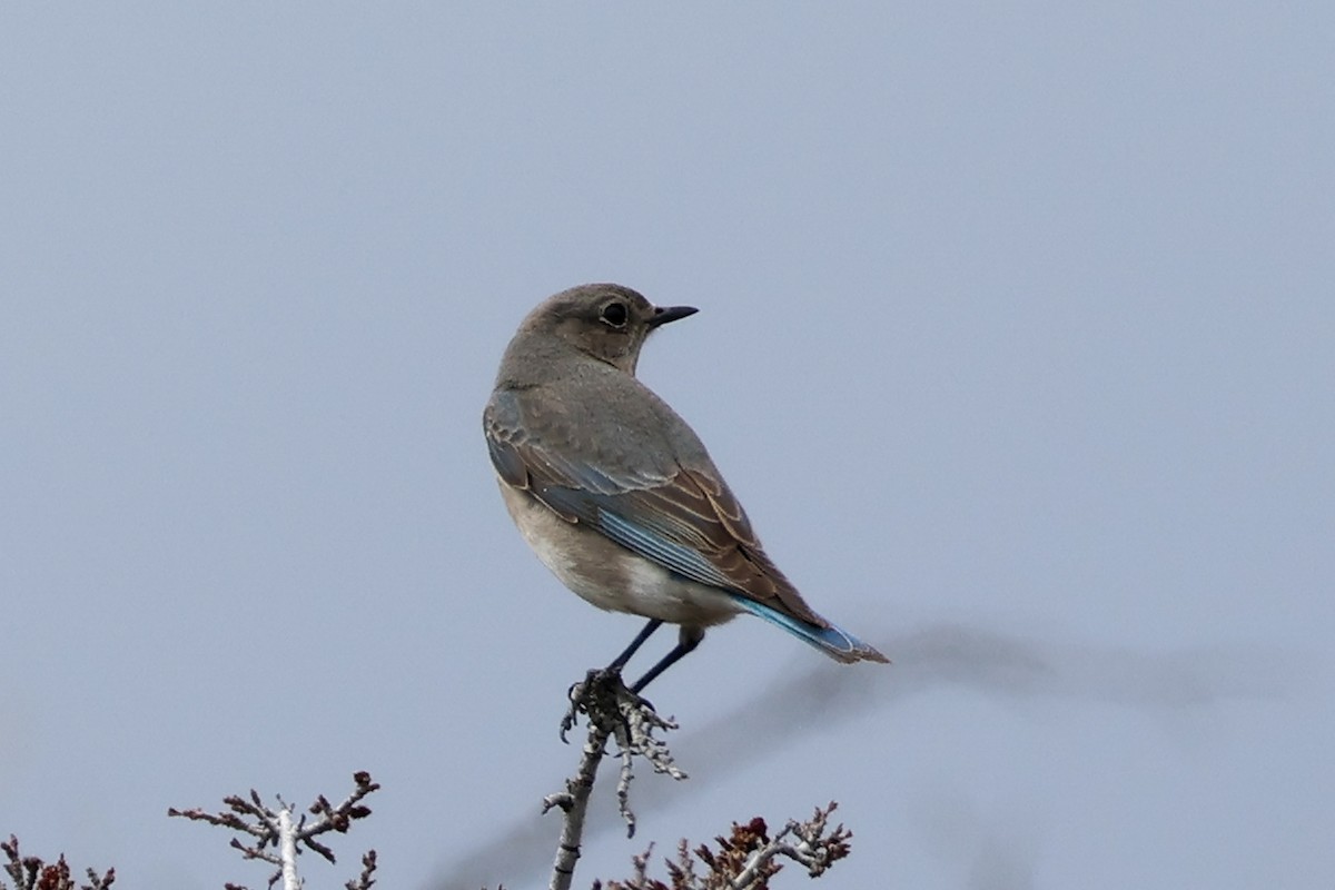 Mountain Bluebird - ML632710455