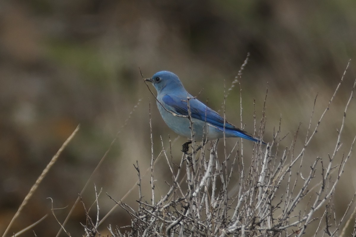Mountain Bluebird - ML632710456