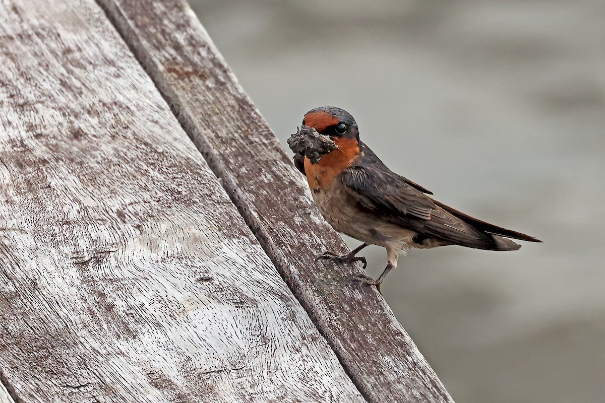 Pacific Swallow - ML632710467