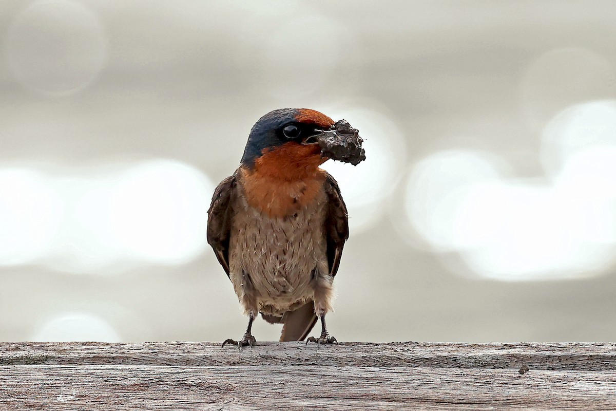 Pacific Swallow - ML632710470