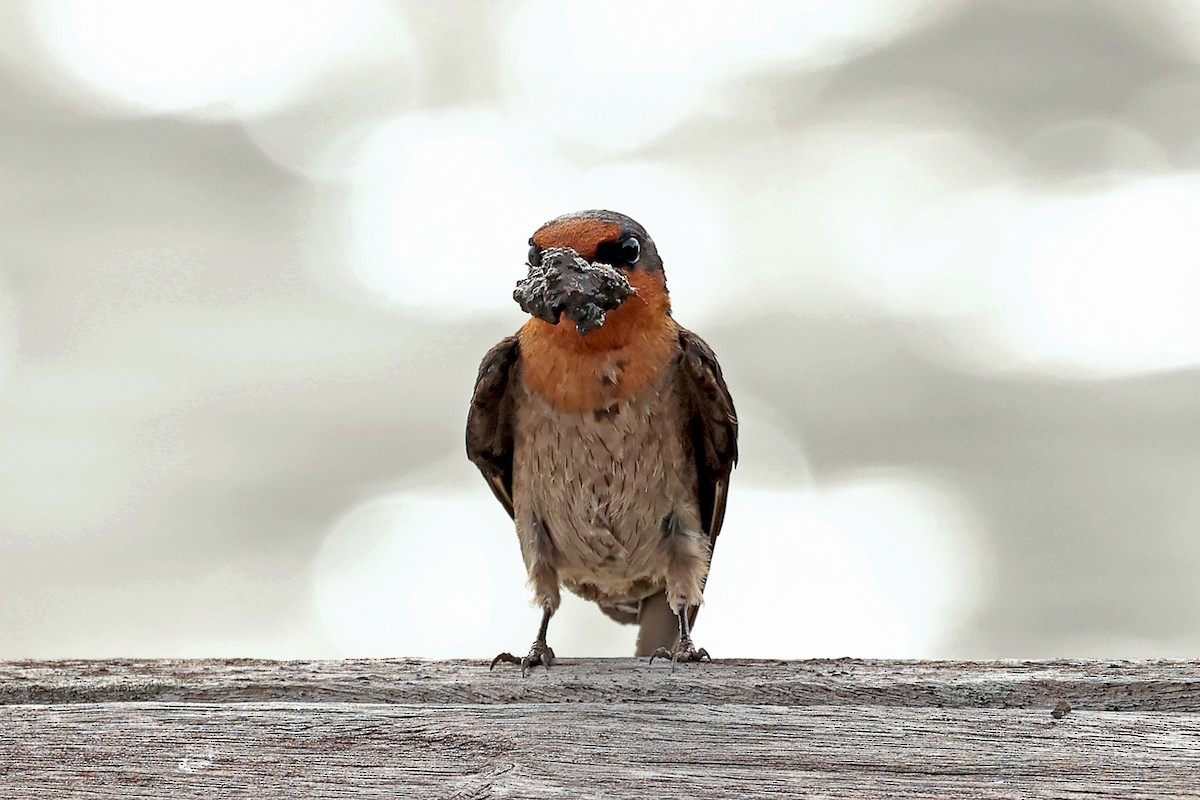 Pacific Swallow - ML632710474