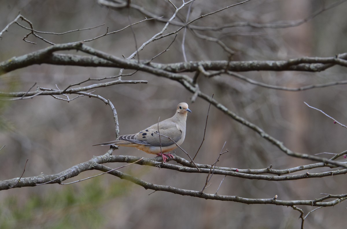 Carolinataube - ML632710573