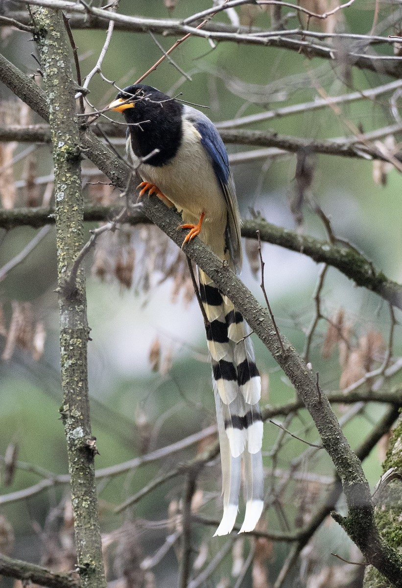 Yellow-billed Blue-Magpie - ML632710585