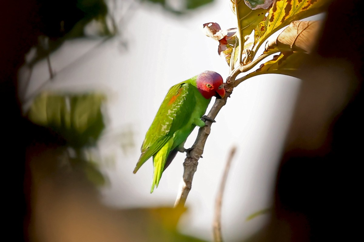 Red-cheeked Parrot - ML632710641