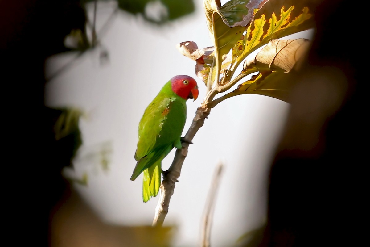 Red-cheeked Parrot - ML632710644