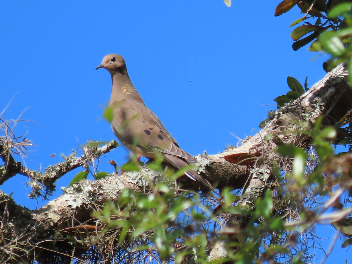 ナゲキバト - ML632710687