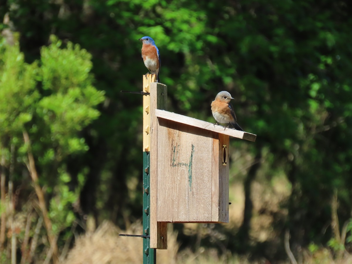 ルリツグミ - ML632710710