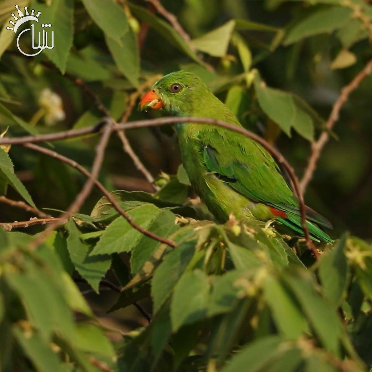 Vernal Hanging-Parrot - ML632710738