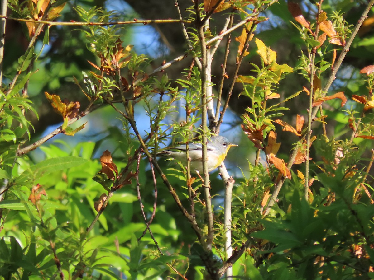 アサギアメリカムシクイ - ML632710770