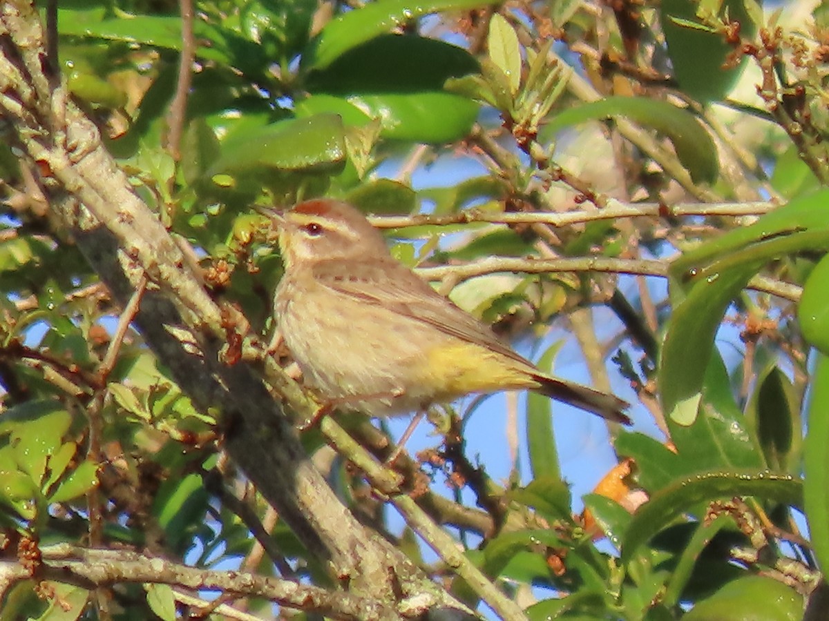 ヤシアメリカムシクイ - ML632710807