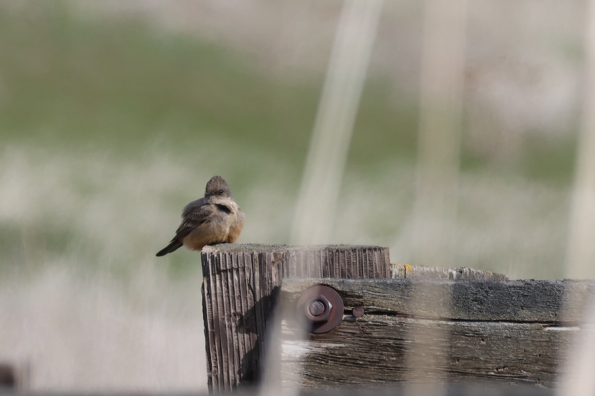 Say's Phoebe - ML632710951